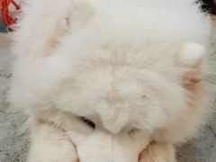 -more than meow吴止猫主题餐厅(承德 中船汇店)