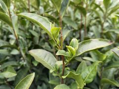 -帐篷客·溪龙茶谷度假酒店