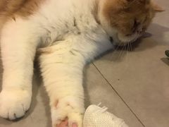 -三花喵·撸猫购宠·宠物生活馆(虹桥南丰城店)