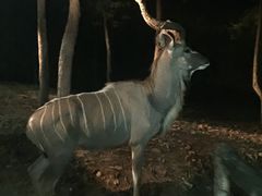 -清迈夜间动物园