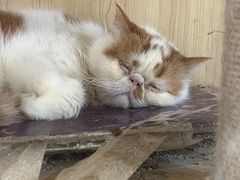 -共舞时光猫咖·狗咖(新街口店)
