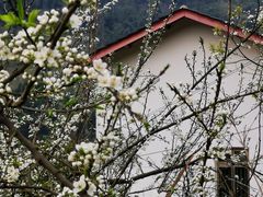 -缙云山景区