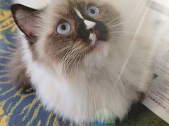 -平行世界·猫咖(首经贸店)
