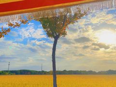 -嘉北郊野公园
