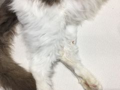 -藏猫猫咖啡主题馆(中央大道店)