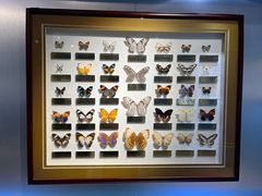 -上海昆虫博物馆