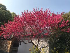 -南汇桃花村