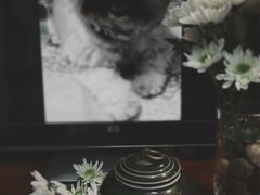 -彩虹桥宠物火化殡葬善终服务(金乐大厦店)