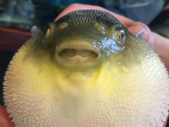 -肆月河豚·新淮扬(金融街店)