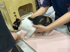 -圣宠动物医院·犬猫专科·影像中心·外科中心