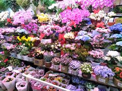 -花鸟鱼虫鲜花绿植市场(玉泉路店)