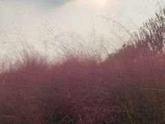 -映月湖中央公园