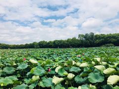 -荷塘月色湿地公园·向阳花洲