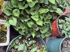 -金鼎客私房菜(万寿福居店)