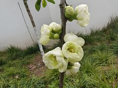 -重庆园博园