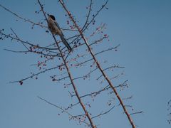 -塔尔寺