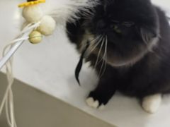 -共舞时光猫咖·狗咖(新街口店)