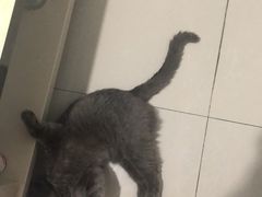 -宠福鑫康馨动物医院·骨科·眼科