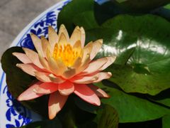 -上海滨江森林公园