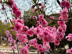 -桃花堤公园