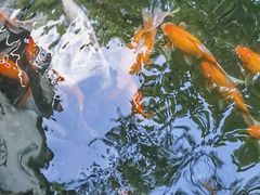 -乌记大厨餐厅