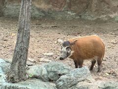 -清迈夜间动物园