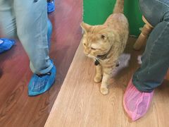 -李小姐の猫咖啡馆(五角场店)