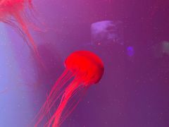 -芜湖新华联大白鲸海洋公园