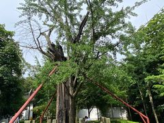 -上海佘山国家森林公园天马山园