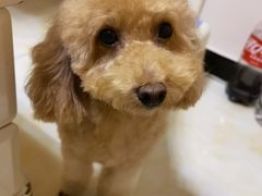 -哈尼爱宠·宠物生活会馆