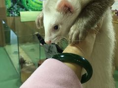 -藦茜花园宠物主题亲子互动体验馆(国顺东路店)