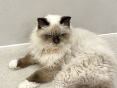 -共舞时光猫咖·狗咖(新街口店)
