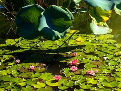 -国家植物园南园