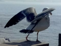 -海驴岛(荣成市)