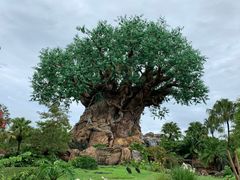 -奥兰多迪士尼动物王国乐园