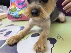 -达爱动物医院·犬猫分区·CT·复杂眼科(远洋山水分院)