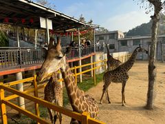 -西霞口神雕山野生动物世界