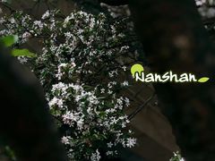 -南山植物园