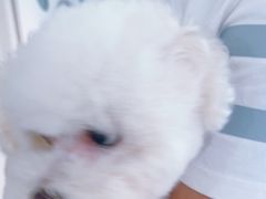 -佳雯宠物医院·皮肤科·内外科(春晓路分院)