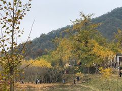 -千年银杏谷文化旅游区