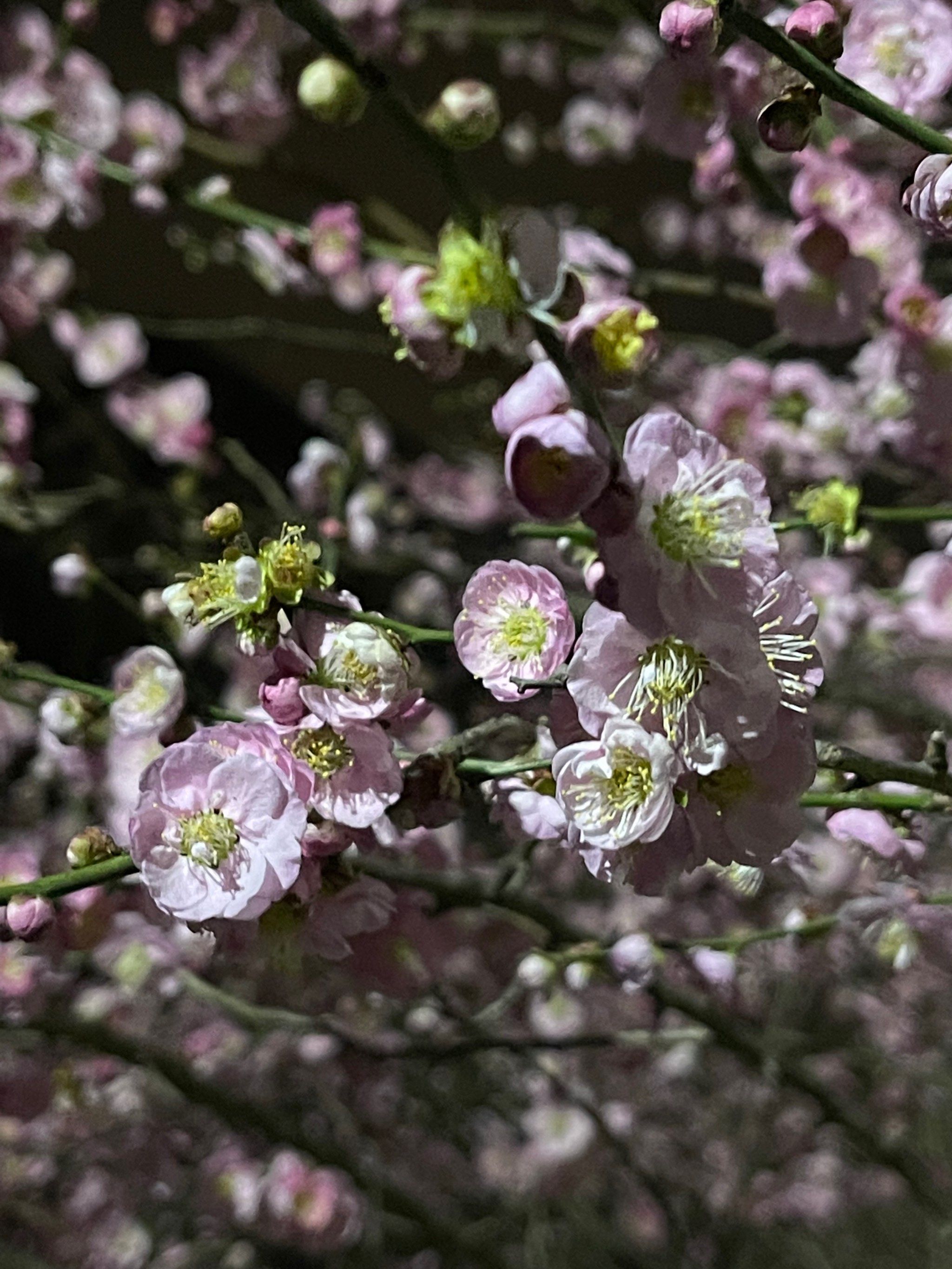 春天的气息～梅香