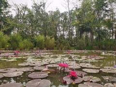 -中国科学院西双版纳热带植物园