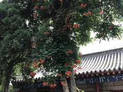 侧柏凌霄-青岛崂山太清宫