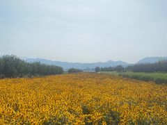 -君乐宝优致牧场