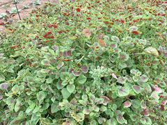 -前小桔亲子创意农场·草莓采摘·露营烧烤