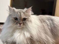 -翊宠yipet猫狗购宠庄园犬舍•猫舍