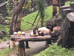 -都江堰中华大熊猫苑