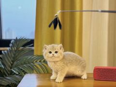 -猫十亿·布偶金渐层·曼基康矮脚猫舍(青年路店)