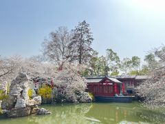 -东湖磨山景区樱花园-停车场