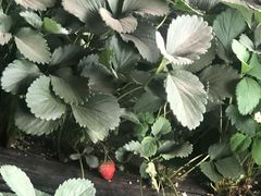 -大自然农场蔬菜草莓采摘园